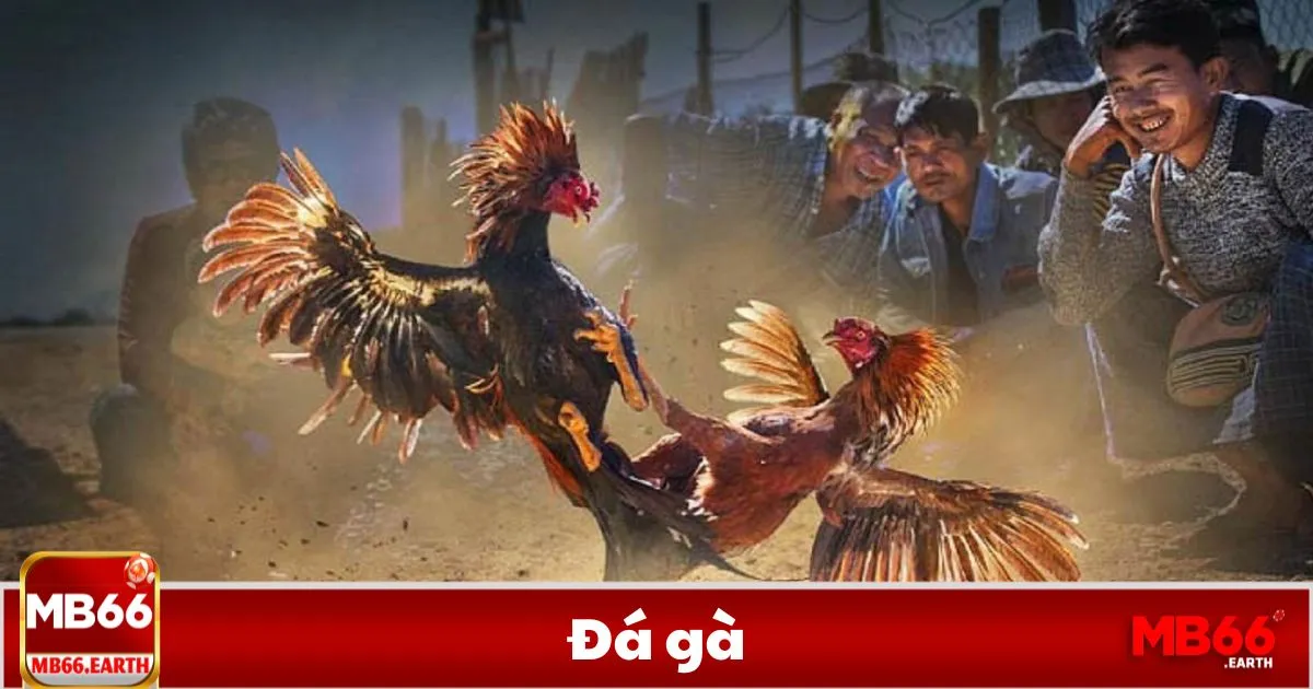 Cách Cá Cược Đá Gà MB66 Hiệu Quả & Giảm Thiểu Rủi Ro