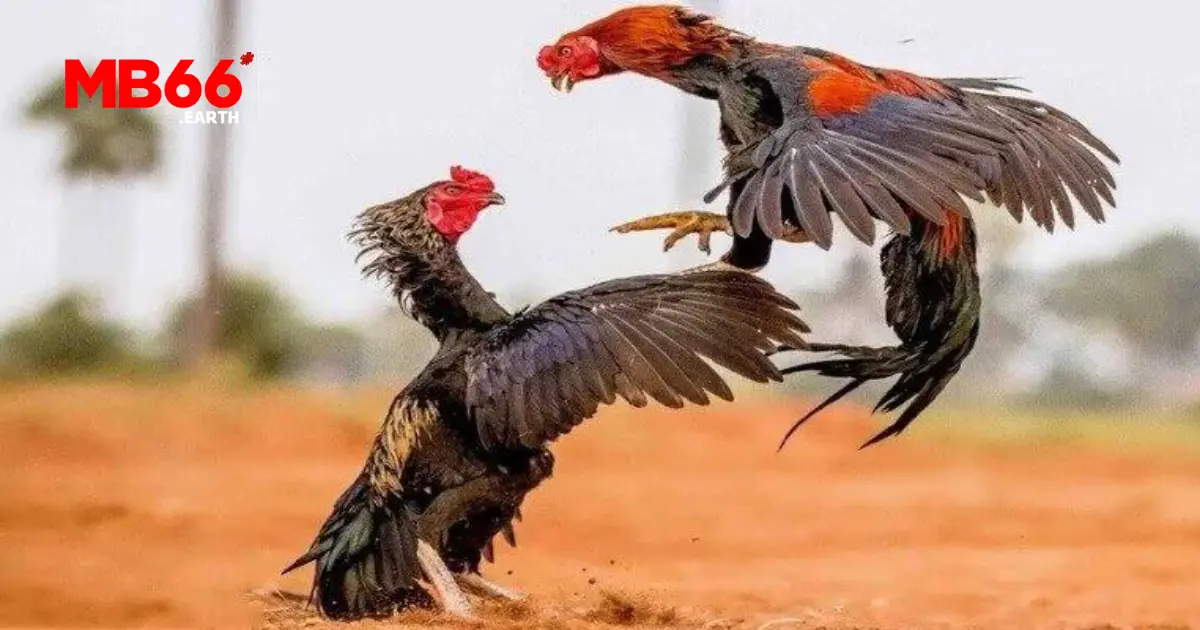 Đá Gà Thomo - Giải Đấu Đá Gà Đẳng Cấp Châu Á Trên MB66 3 Cách tham gia cá cược đá gà Thomo trên MB66